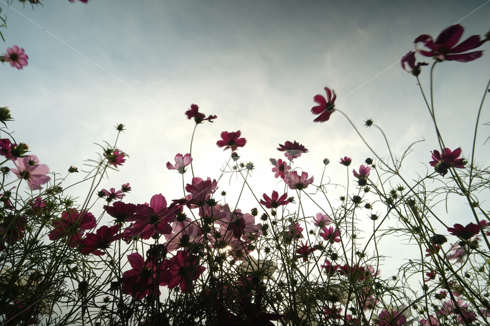 flower,꽃,plant,식물,코스모스,가을,꽃,flower