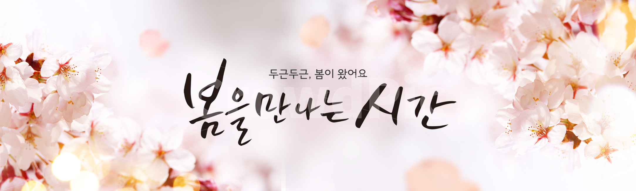 벚꽃,꽃잎,캘리,캘리그라피,손글씨,붓글씨,봄,프레임,쇼핑,배너,봄,계절,spring,season,식물,자연,plants,nature,꽃,flower,캘리그라피,손글씨,calligraphy