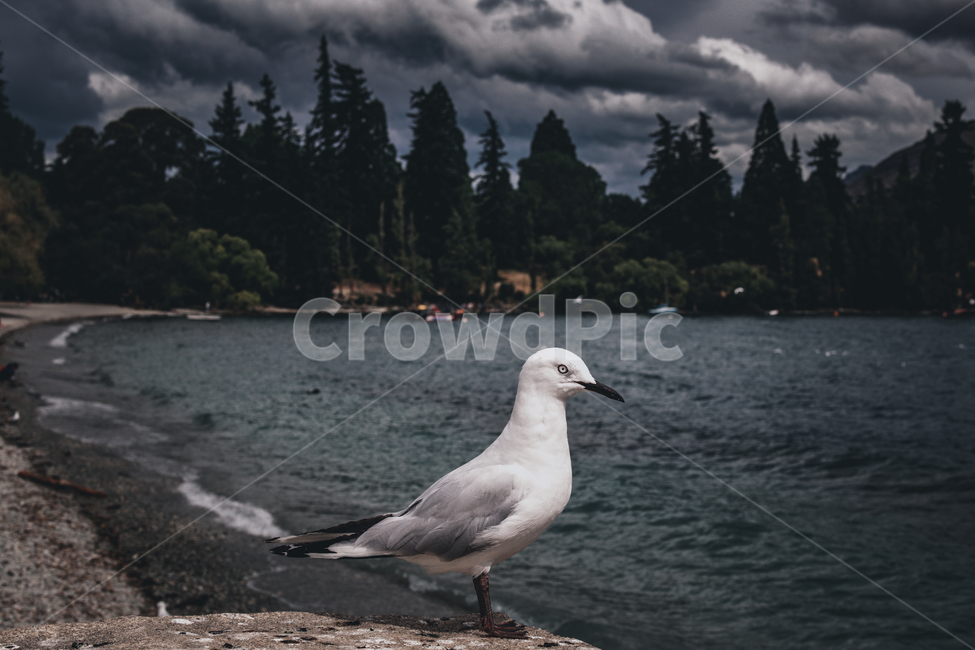 뉴질랜드,퀸즈타운,퀸스타운,갈매기,호수,동물,animal,조류,새,birds