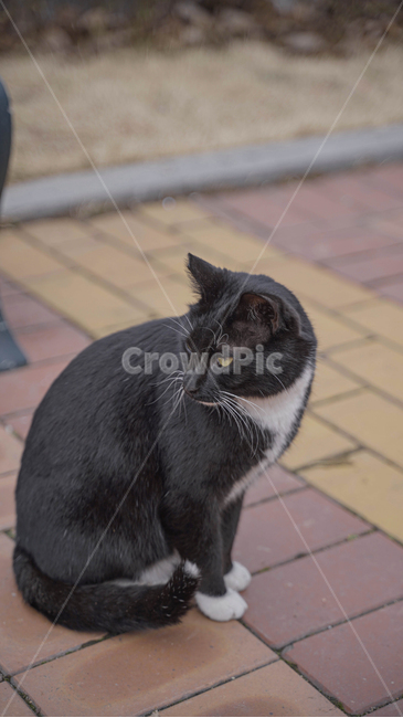 고양이,cat,애완동물,pet,동물,mammal,포유류,animal,동물,animal,포유류,mammal,고양이,cat,kitten,kitty