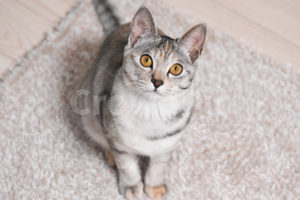 고양이,반려동물,냥이,냥,유기묘,길냥이,애완동물,반려묘,동물,코리아숏헤어,아메리카숏헤어,믹스냥,kitten,새끼,새끼고양이,아깽이,집사,cat,pet,animals,애묘,묘,애교,집고양이,lovely,baby,아기,동물,animal,고양이,cat,kitten,kitty,포유류,mammal