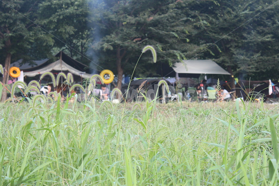 plant,식물,잔디,camping,캠핑장,자연,식물,자연,plants,nature