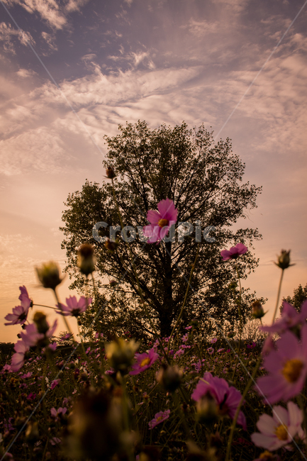 목초지,자연,들,field,나무,outdoors,옥외,grassland,안성,flower,꽃,geranium,blossom,plant,식물,코스모스,식물,자연,plants,nature