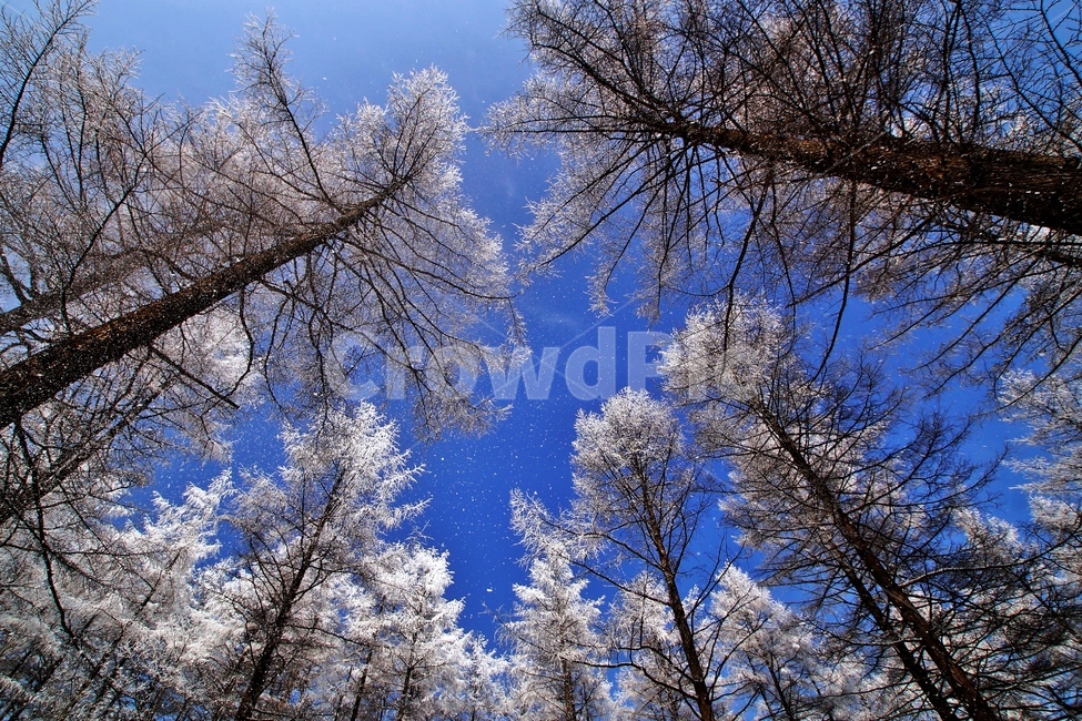 함백산,만항재,설경,풍경,겨울,겨울,계절,winter,season,자연,풍경,nature,landscape,outdoors,옥외