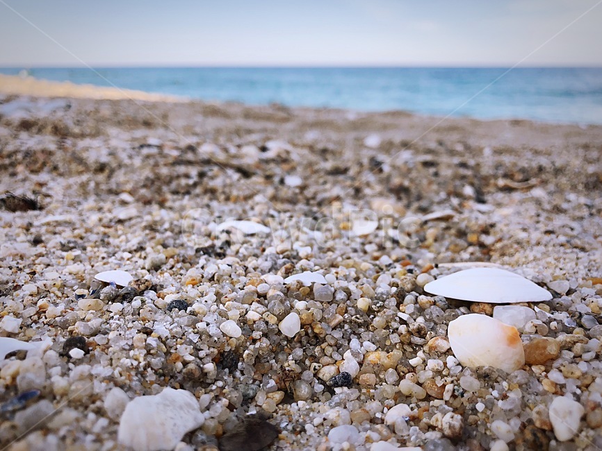 조개,바다모래,바닷가,조개껍데기,바다,동해바다,해변,바다,beach,sea