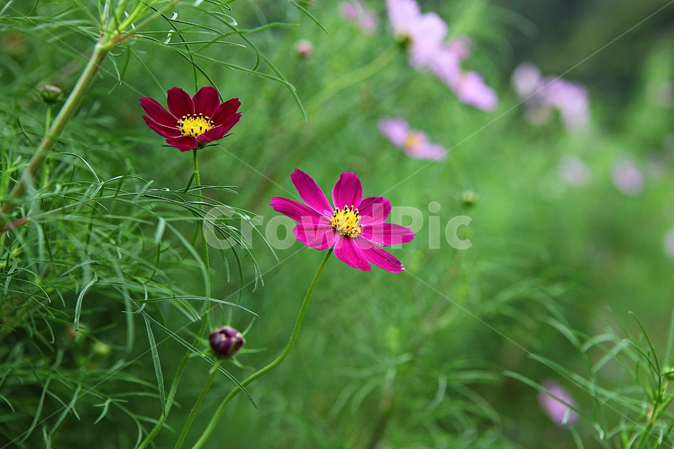 코스모스,꽃,꽃잎,잎,식물,자연,가을,계절,fall,autumn,season,식물,자연,plants,nature,꽃,flower,plant