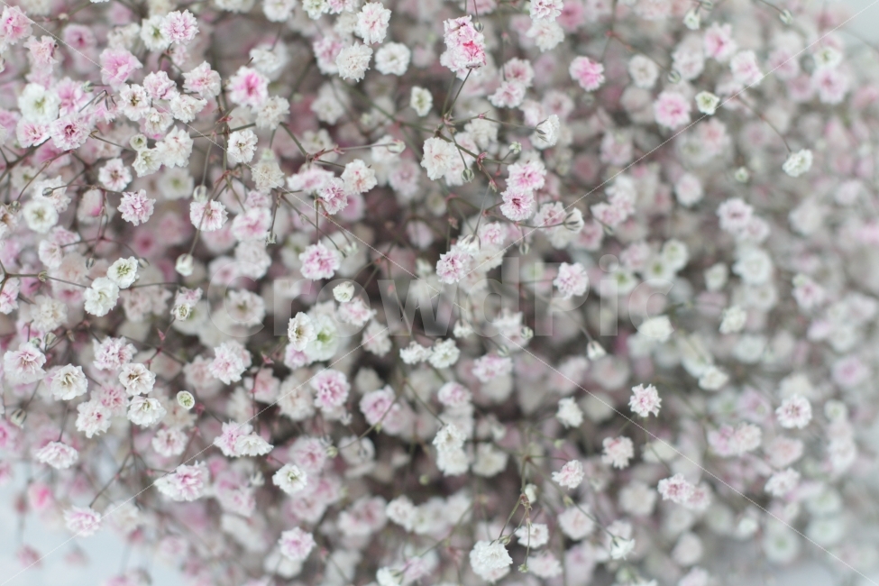 꽃,안개꽃,배경화면,분홍꽃,안개,flowers,floral,hydrangea,식물,자연,plants,nature,꽃,flower