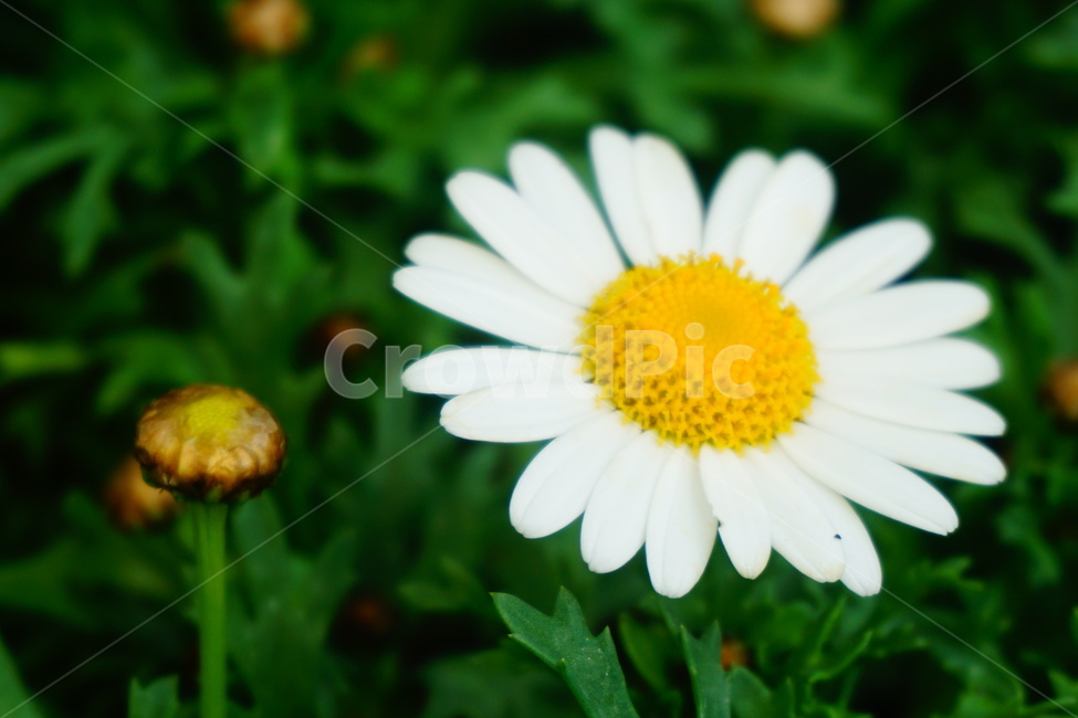 꽃,자연,생물,flower,nature,식물,plants,white,하얀,싱그러운,잔디,grass