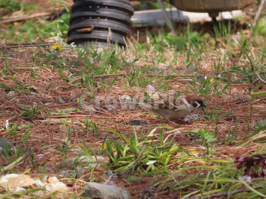 참새,동물,잡초,흙,봄,새,조류,갈색,식물,자연,한국조류,sparrow,animal,weed,dirt,nature,spring,bird,brown,plants,동물,animal,조류,새,birds