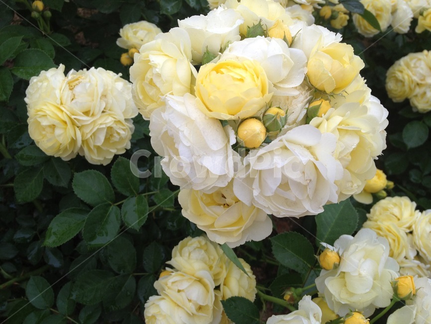 plant,식물,blossom,꽃,flower,flowerbouquet,꽃부케,flowerarrangement,장미,rose