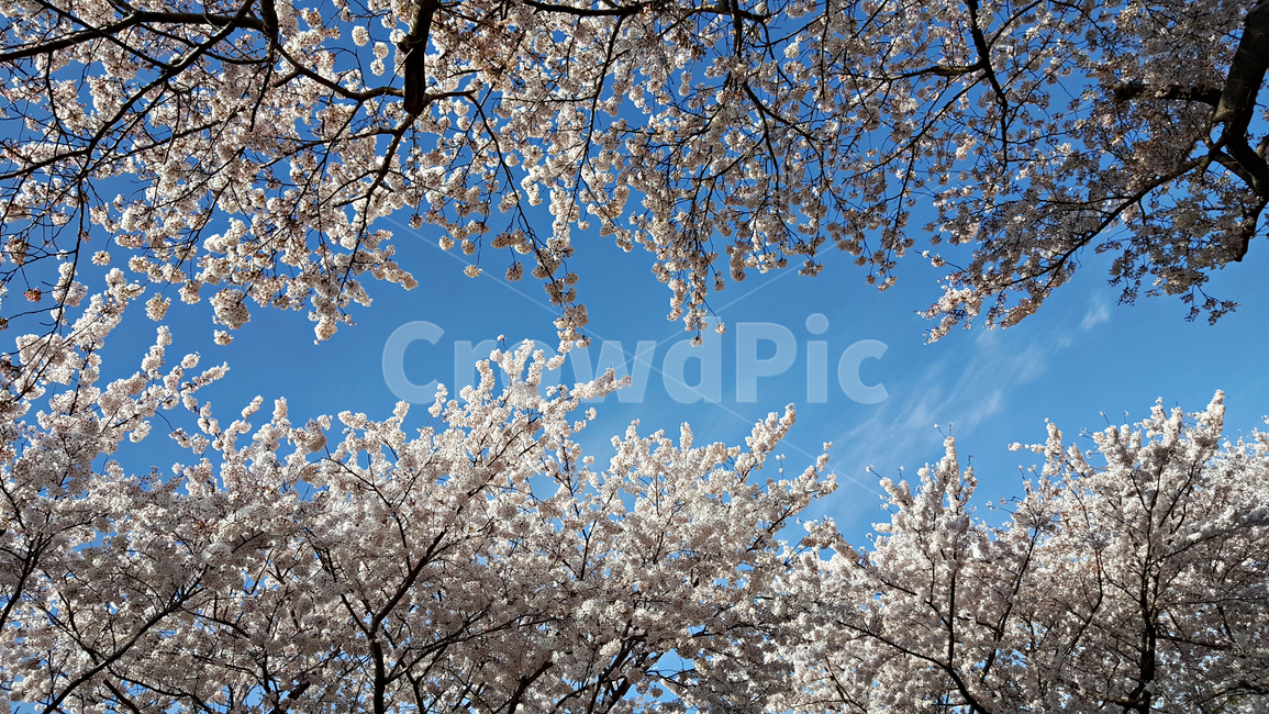 벚꽃,꽃,flower,식물,blossom,plant