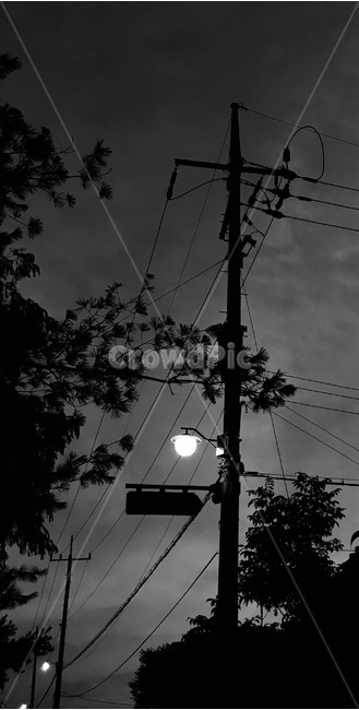 streetlamp,streetlight,흑백,blackandwhite,흑백사진,가로등사진,어둠,어두움,dark,darkness,나무,tree,nature,자연,전신주,utilitypole