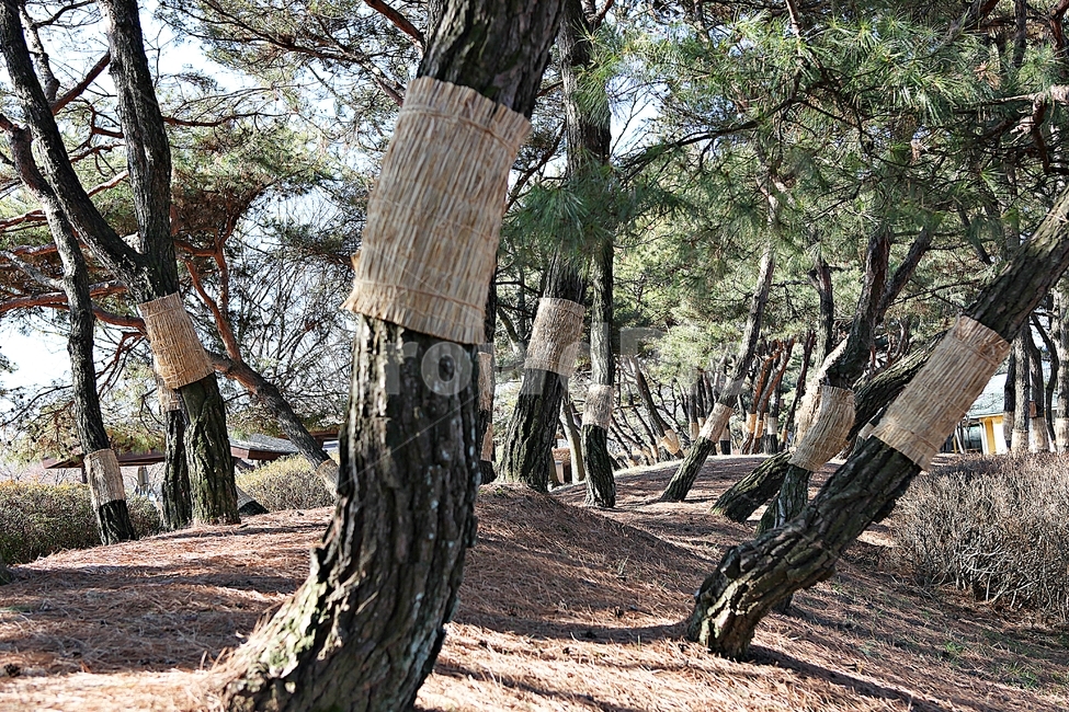 소나무,솔잎,숲,나무,식물,자연,풍경,겨울,공원,자연,풍경,nature,landscape