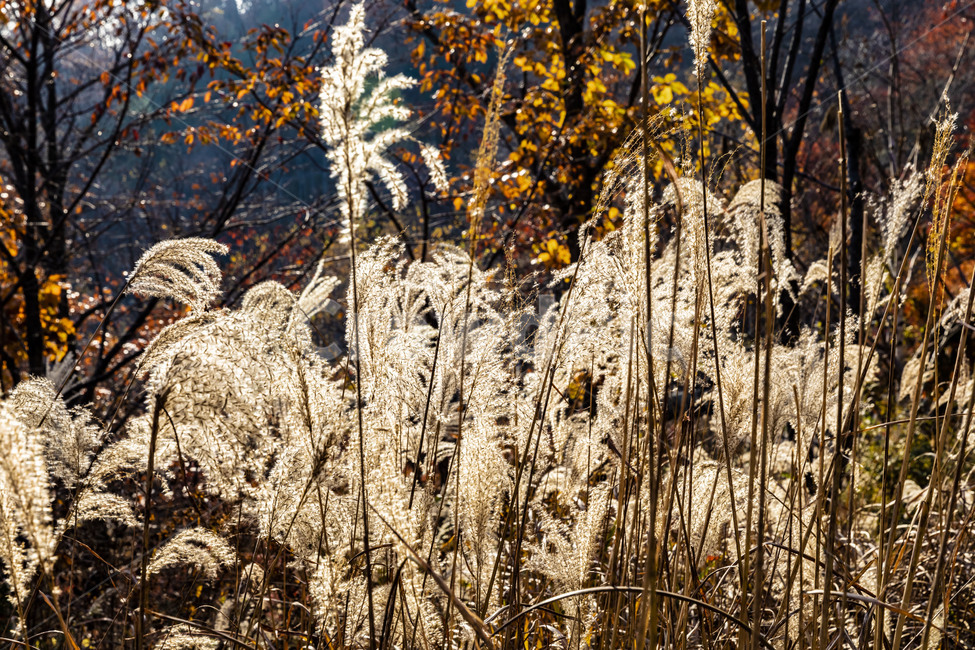 갈대,가을,계절,억새,자연,식물,감성,햇빛,가을서정,가을,계절,fall,autumn,season,식물,자연,plants,nature,grass,잔디,plant,lawn,reed