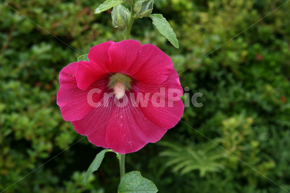 접시꽃,plant,식물,geranium,제라늄,flower,꽃,blossom,이슬,식물,자연,plants,nature,꽃,flower