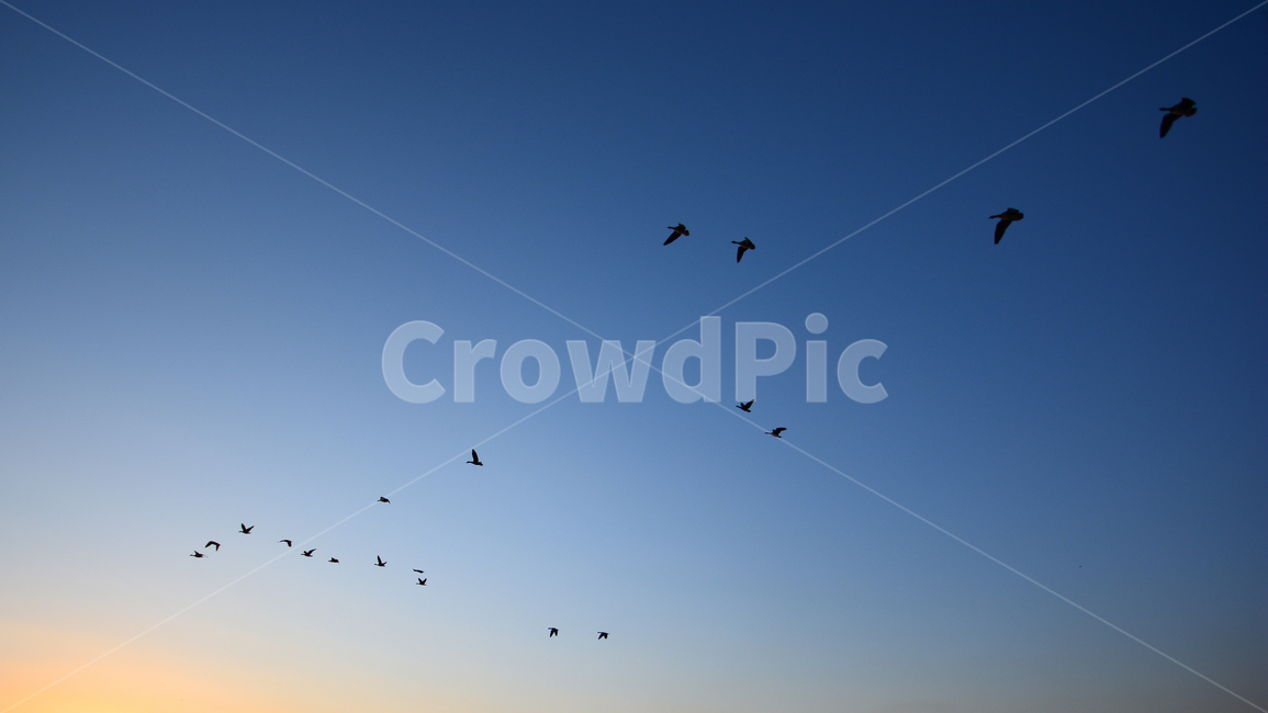 철새,노을,하늘,새,flying,동물,푸른