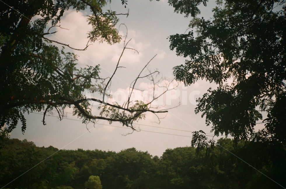 tree,나무,plant,식물,자연,필름,자연,풍경,nature,landscape