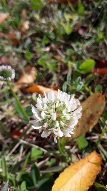 토끼풀,네잎클로버,토끼풀꽃,클로버꽃,클로버,꽃,식물,자연,plants,nature,꽃,flower