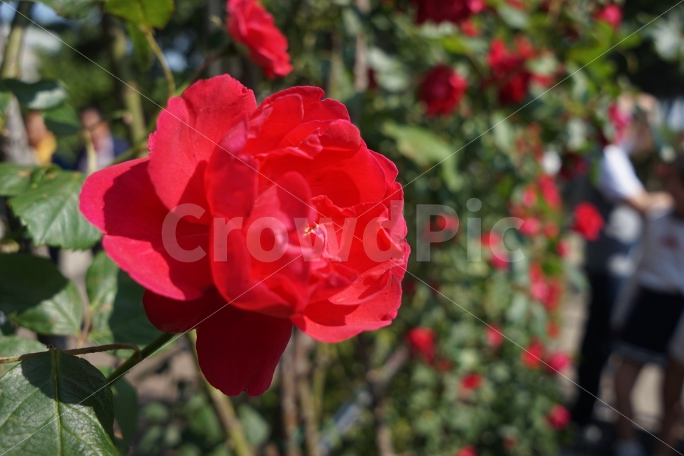 장미꽃,장미축제,붉은장미,꽃,화사한꽃,식물,자연,plants,nature,꽃,flower