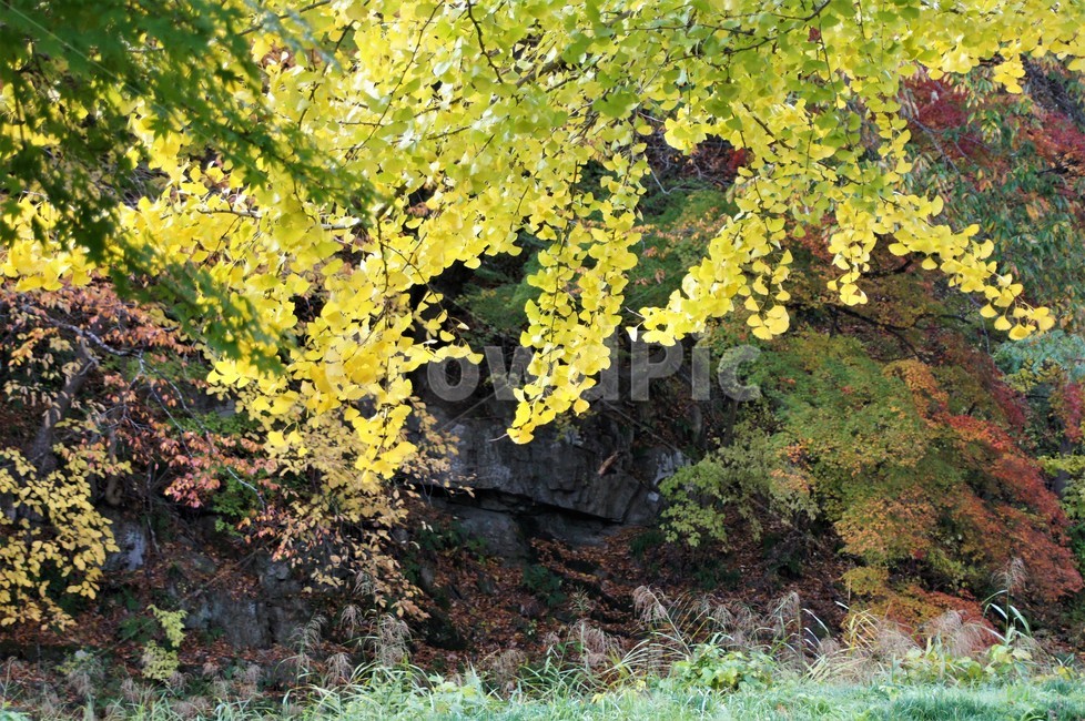 가을,단풍,나무,자연,식물,풍경,빨강색,노란색,초록색,낙엽,trees,nature,autumn,red,yellow,green,season,자연풍경,계절,감성,은행나무,은행단풍,가을,계절,fall,autumn,season,자연,풍경,nature,landscape,tree,plant,leaf,잎