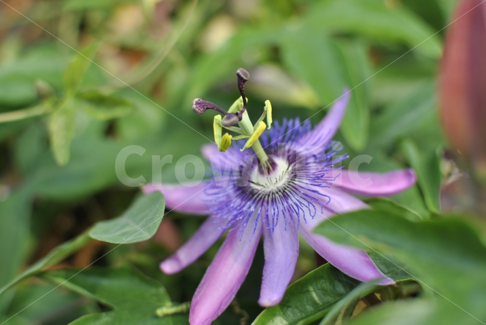 시계꽃,꽃,여행,수목원,봄,시계초,flower,느낌,식물,자연,plants,nature,꽃,flower