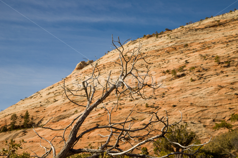 zioncanyon,national,utah,plateau,erosion,sandstone,scenery,arid,beautiful,blue,canyon,cliff,desert,geology,hiking,hill,landscape,mountain,natural,nature,nevadadesert,outdoor,park,red,rock,sand,scenic,sky,stone,summer,tourism,usa,valley,view,미국,아메리카,유타,사막,황량,자이언캐년