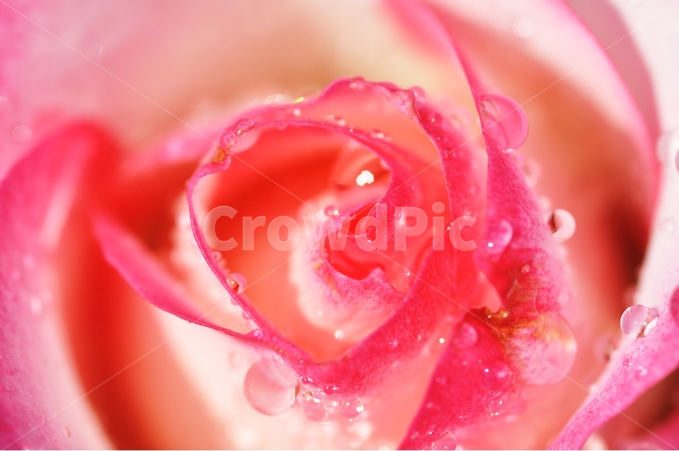 장미,꽃,꽃사진,rose,flower,정열,식물,자연,plants,nature,꽃,flower,색깔,색상,색채,색감,color sense,color sensitivity,feeling of color