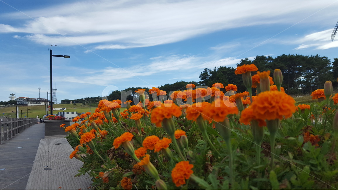 여름꽃,파란하늘,군락,오렌지꽃,여름,식물,자연,plants,nature,꽃,flower