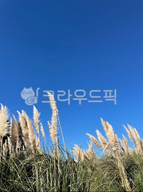 blue sky,pampasgrass,Reed,plant,reed,bluesky,pampas grass,pampas