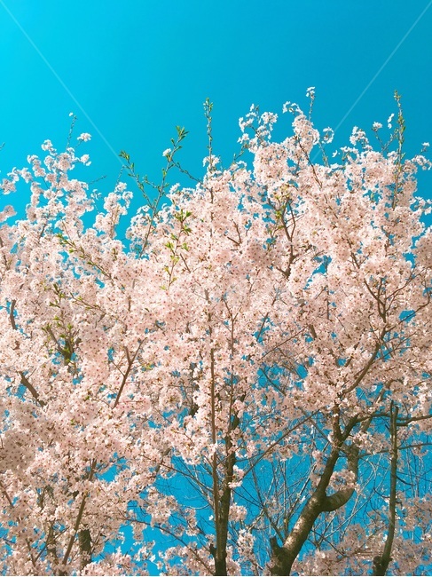 봄,벚꽃,꽃,벚꽃나무,분홍색,핑크색,나무,하늘