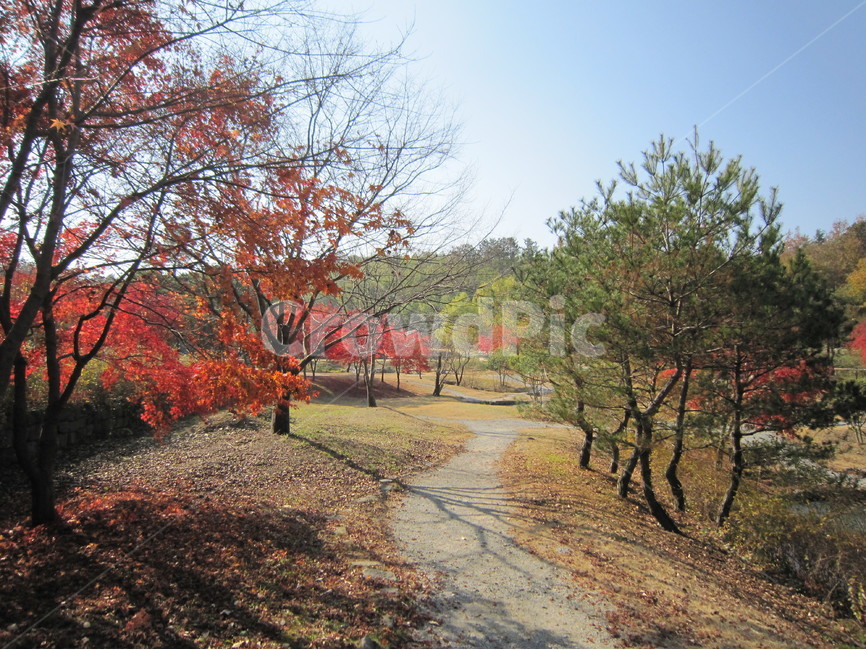가을빛,빛,울긋붉긋,단풍,잎,가을,계절,fall,autumn,season,자연,풍경,nature,landscape,plant,식물,tree,나무
