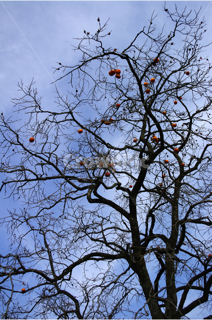 감나무,하늘,식물,나무,tree,plants,nature,식물,자연,plants,nature,나무,trees,wood,과일,열매,fruit