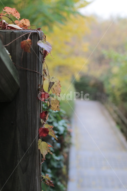 단풍,담쟁이,계단,남산,가을,가을빛,가을,계절,fall,autumn,season,자연,풍경,nature,landscape,plant,식물,leaf,잎