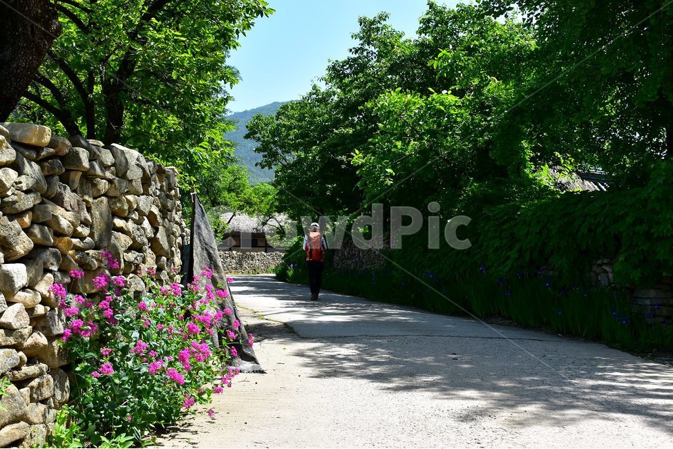 외암,민속,마을,풍경,여행,힐링,옛풍경,돌담,끈끈이대나물,자연,풍경,nature,landscape,한국전통,한국문화,korean traditional,korean culture,사람,인물,인간,human,person,garden,정원,outdoors,옥외,arbour,정자,flagstone,판석