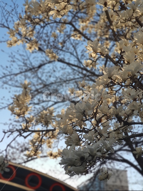 plant,식물,flower,blossom,꽃,목련
