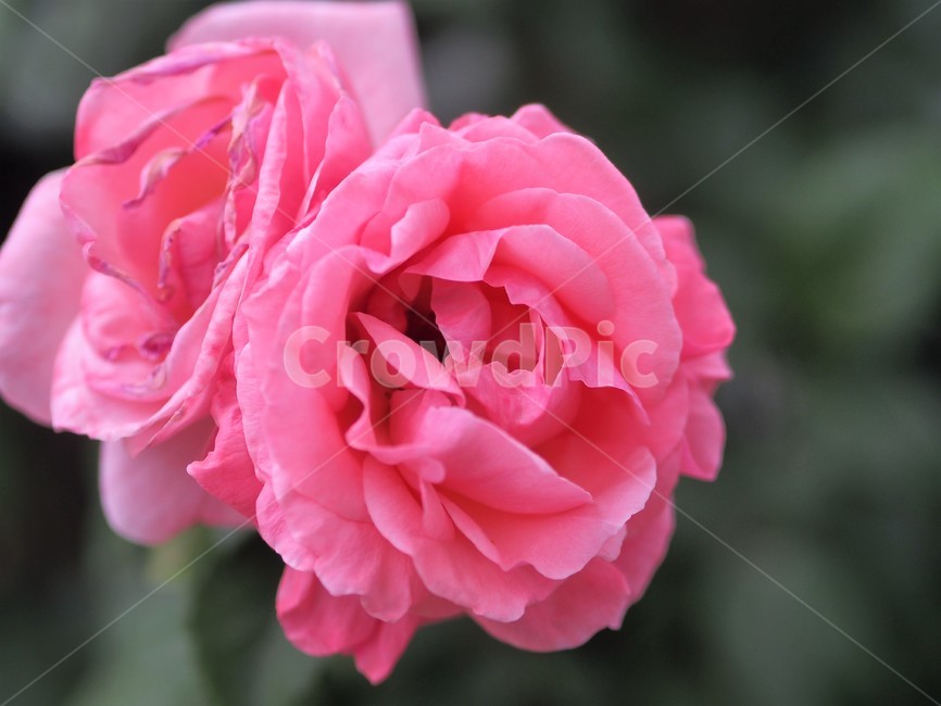 꽃,장미,분홍장미,꽃다발,꽃선물,꽃,flower