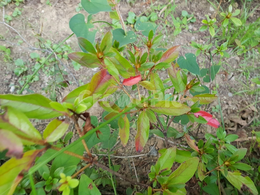 식물,잎,초록이,힐링,숲,가을,낙엽,식물,자연,plants,nature