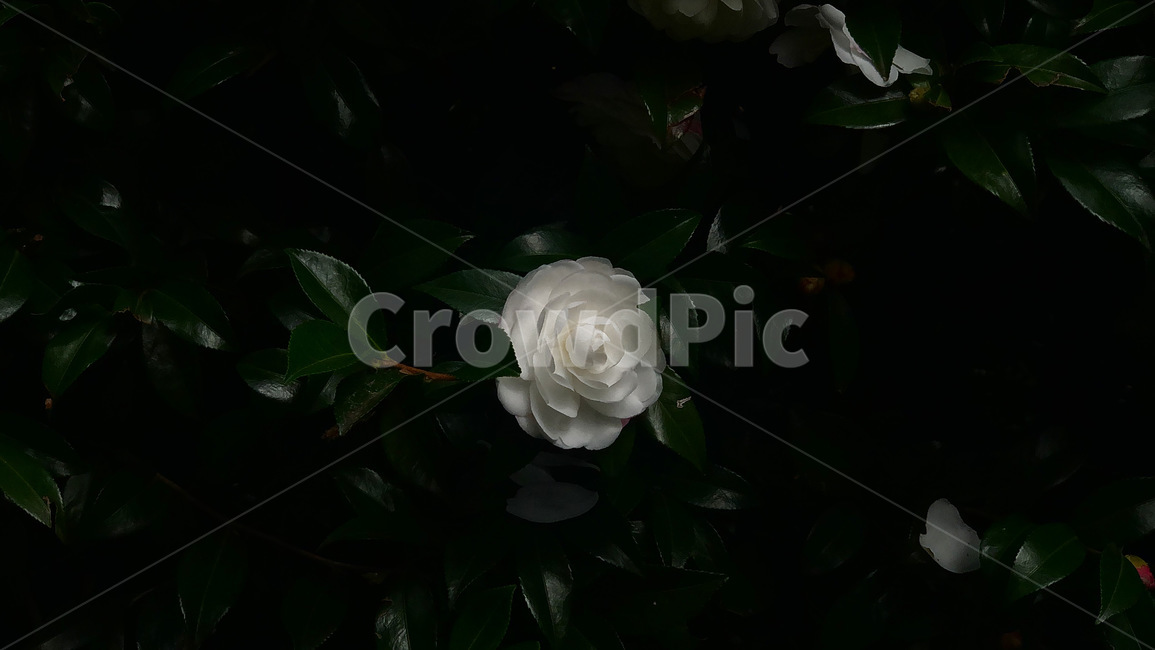 rose,plant,식물,leaf,잎,blossom,꽃,flower,red,빨강,봄,여름,가을,생화,들꽃,백장미,장미,흰장미