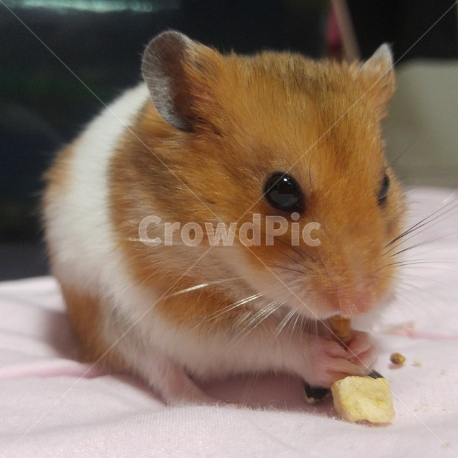 햄스터,골든햄스터,반려동물,애완동물,hamster,pet,goldenhamster,cute,feeding,펫