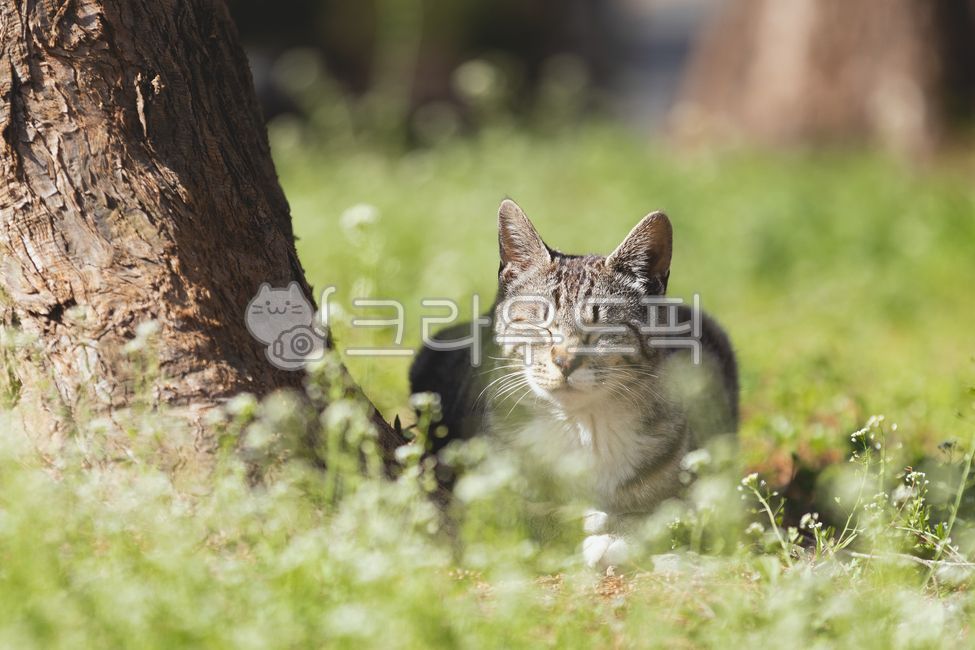 고양이,낮잠,봄,식곤증,귀여운,푸른
