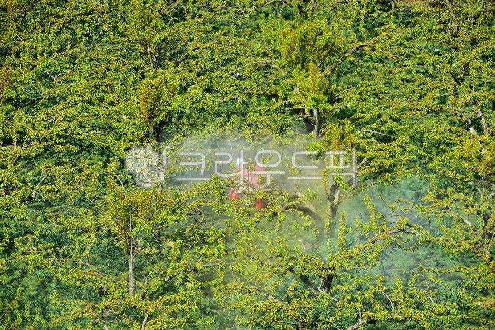 배밭,과수원,농약살포,농약살포기계,농약분무,뿌리다,살포하다,농약,분무,배나무,peartree,chemicals,agriculturalchemicals