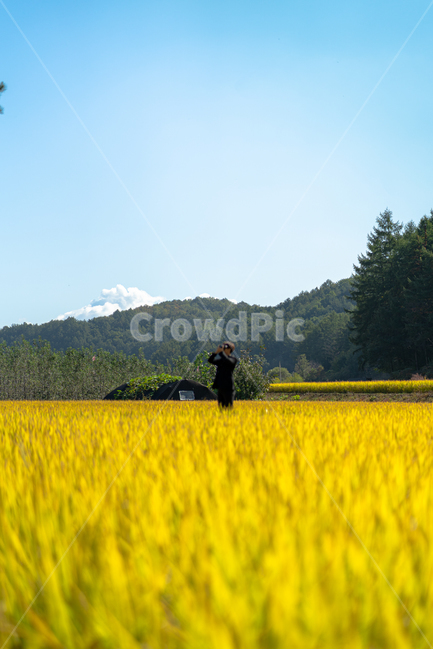 들판,황금들판,들,농촌,시골,field,grassland,목초지,outdoors,옥외,nature,자연,야외,구름,산,인물,나무,맑음,가을,계절,fall,autumn,season