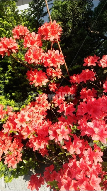 철쭉,야외,나무,만개,꽃,식물,자연,plants,nature,꽃,flower