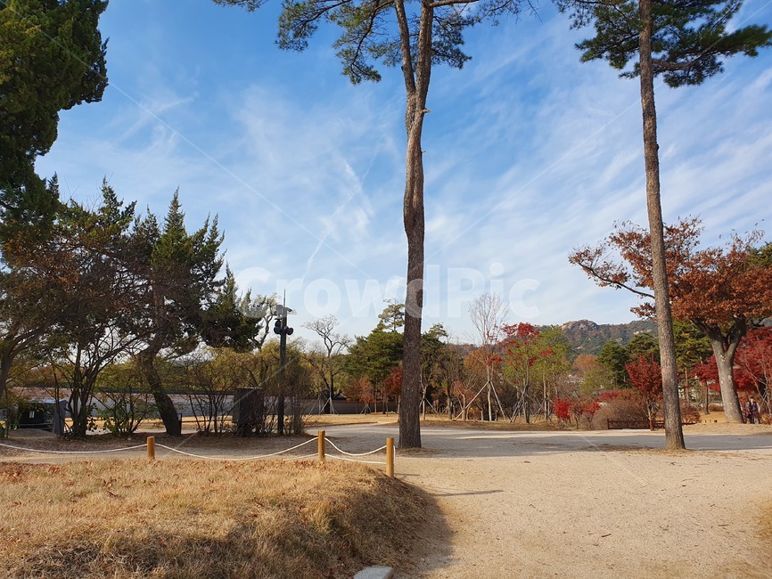 tree,나무,plant,식물,treetrunk,나무줄기,자연,산책,산책길,산책로,자연,풍경,nature,landscape