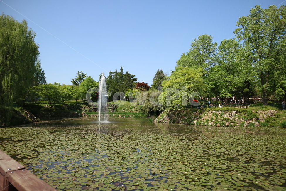 연못,호수,풍경,나무,연꽃,공원,자연,자연,풍경,nature,landscape,water,물,outdoors,옥외