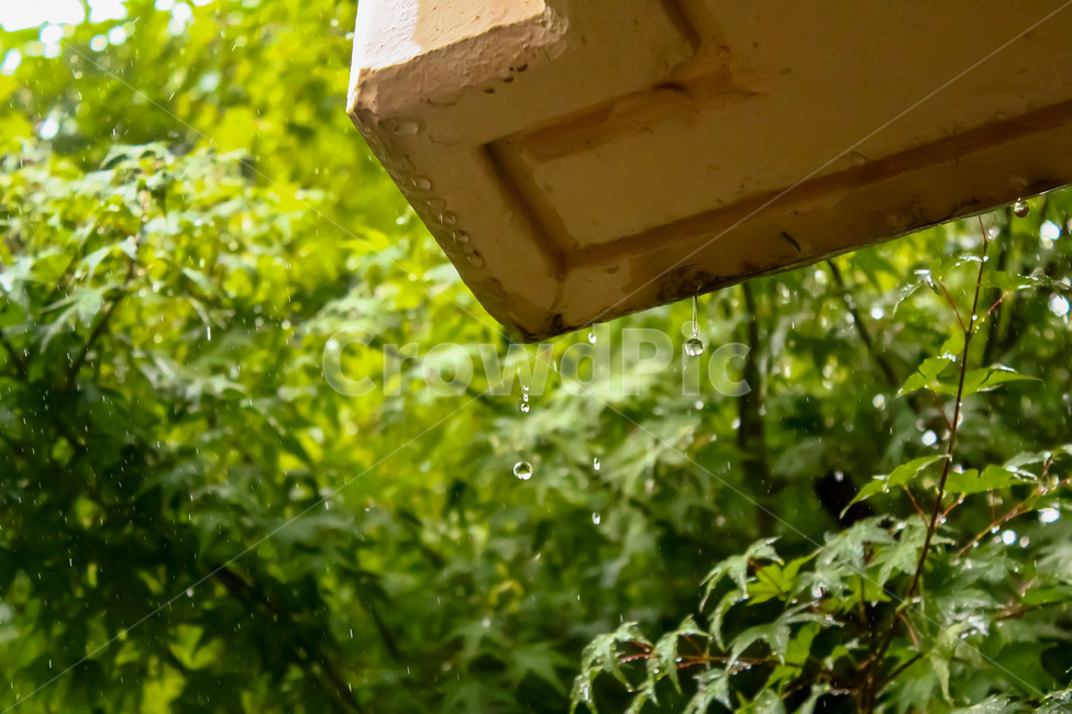 나무,빗방울,비,장마,청량함,summer,rain,rainyseason,자연,식물,nature,plants
