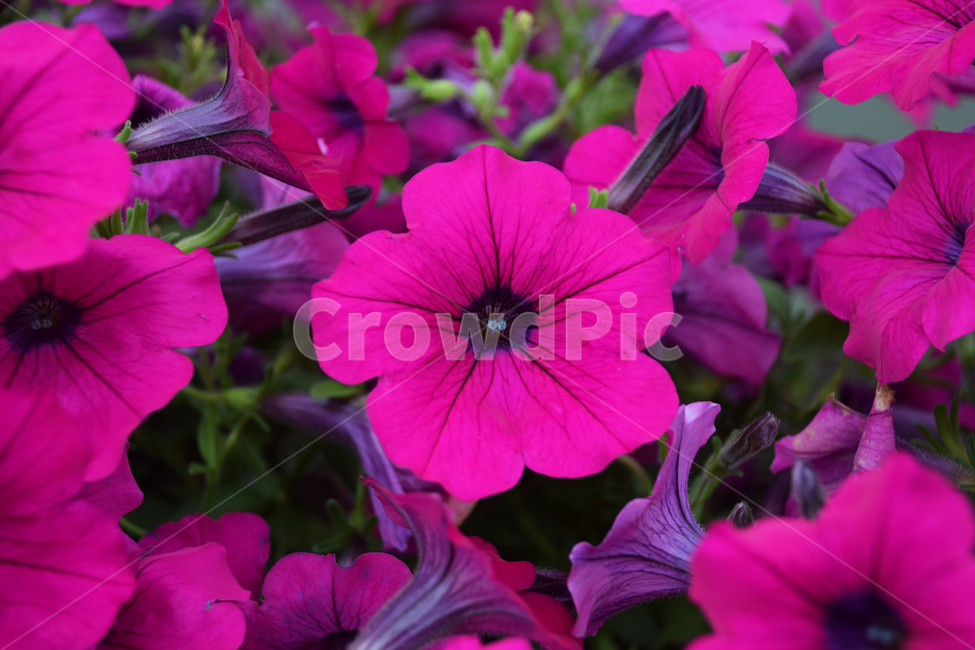 꽃,예쁜,색갈,색감,꽃들,빛감,자주빛,보라색,식물,자연,plants,nature,꽃,flower