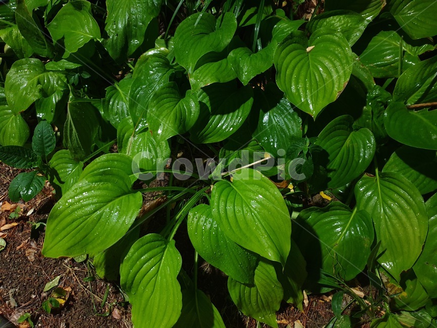 비,이슬,공원,숲,밤,나뭇잎,풀,비온뒤,녹색,자연,풀잎,green,eco,afterrain,park,forest,식물,자연,plants,nature