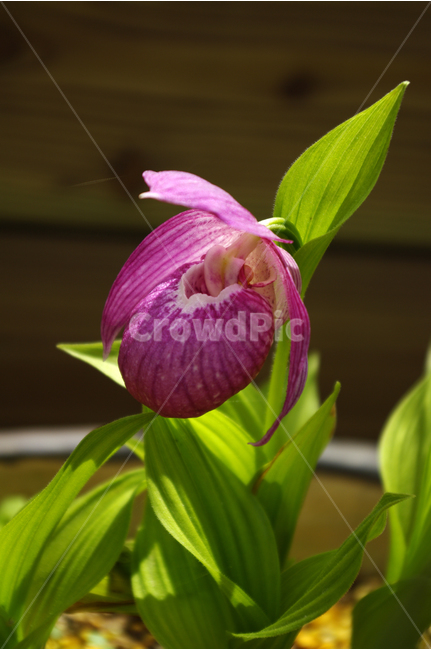 개불알꽃,식물,자연,꽃,flower,color,식물,자연,plants,nature,꽃,flower