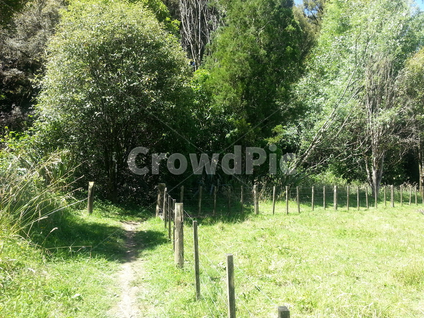 산책,나무,자연,숲,숲길,forest,path,walkway,woodland,뉴질랜드,newzealand